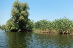 DSCN4950