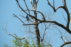DSCN5005